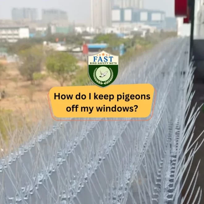 How do I keep pigeons off my windows?