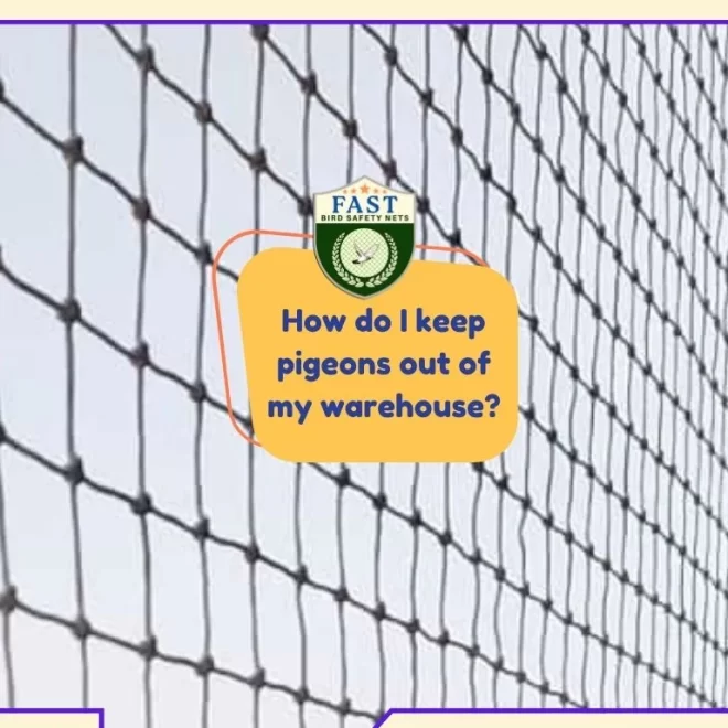 How do I keep pigeons out of my warehouse?