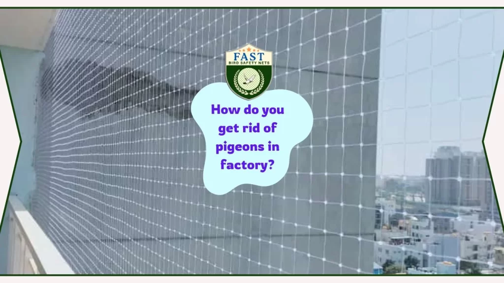 How do you get rid of pigeons in factory