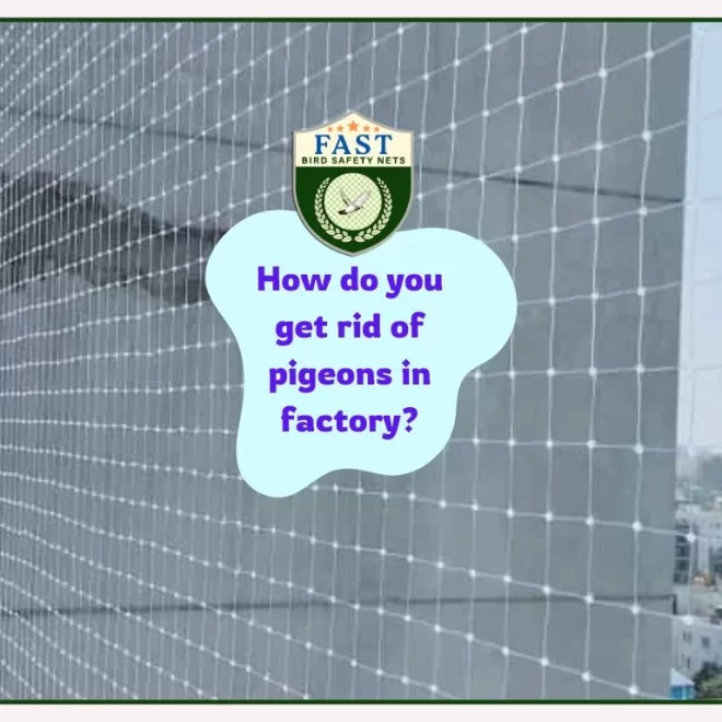 How do you get rid of pigeons in factory?