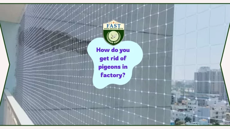 How do you get rid of pigeons in factory?