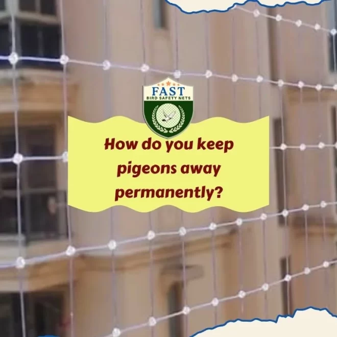 How do you keep pigeon away permanently?