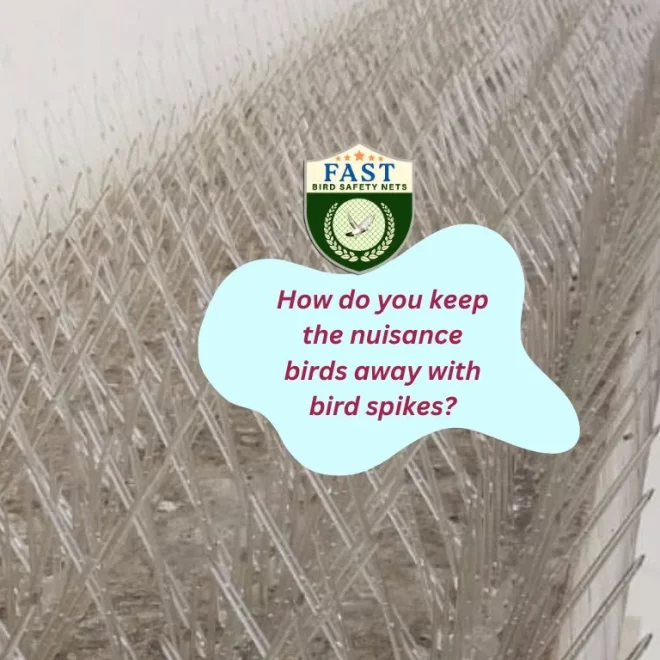 How do you keep the nuisance birds away with bird spikes?