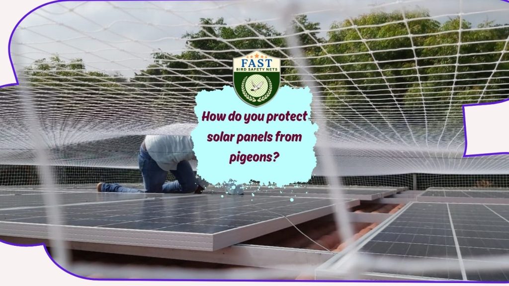 How do you protect solar panels from pigeons?