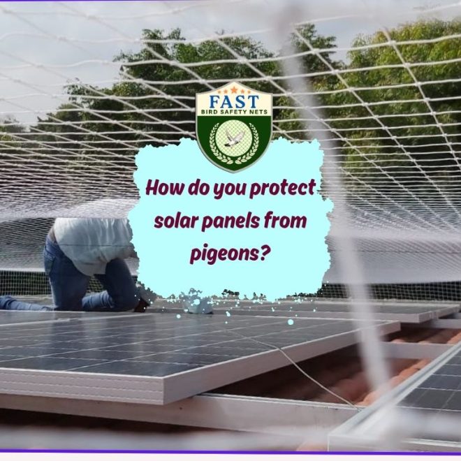 How do you protect solar panels from pigeons?