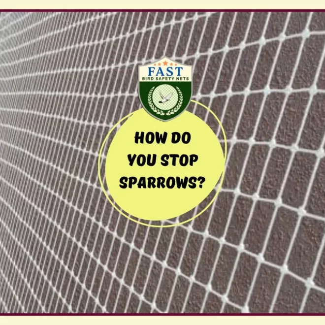 How do you stop sparrows?