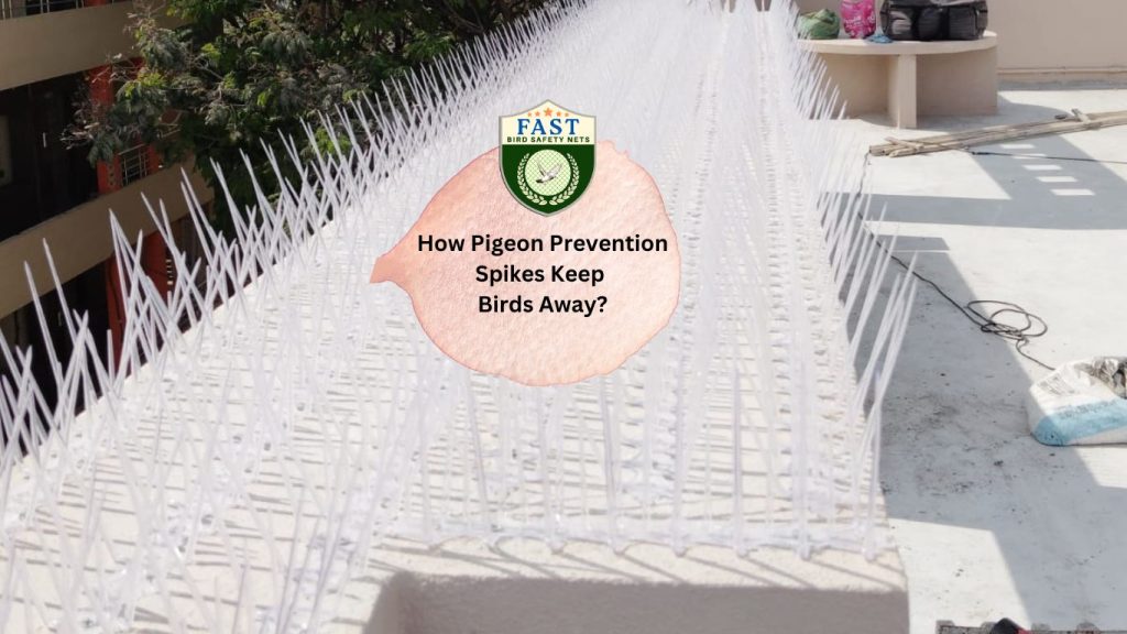 How Pigeon Prevention Spikes Keep Birds Away