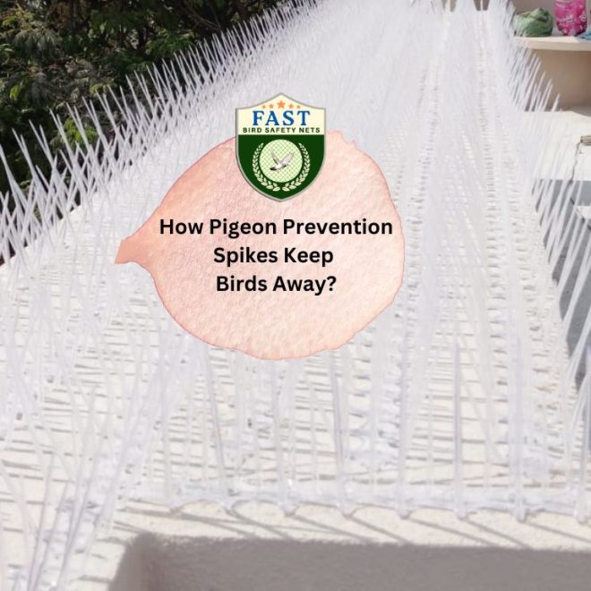 How Pigeon Prevention Spikes Keep Birds Away?