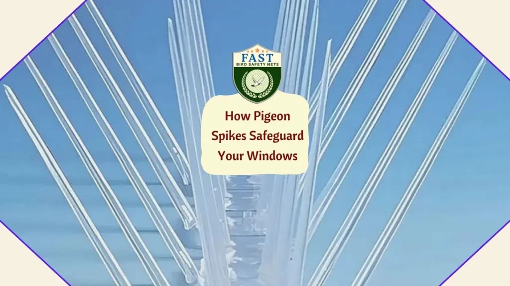 How pigeon spikes safeguard your windows