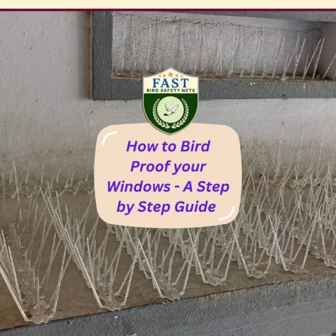 How to Bird Proof your Windows – A Step by Step Guide