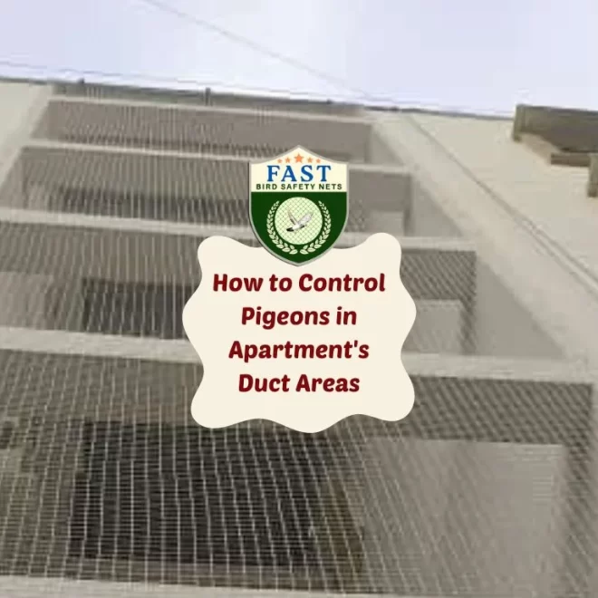 How to Control Pigeons in Apartment’s Duct Areas