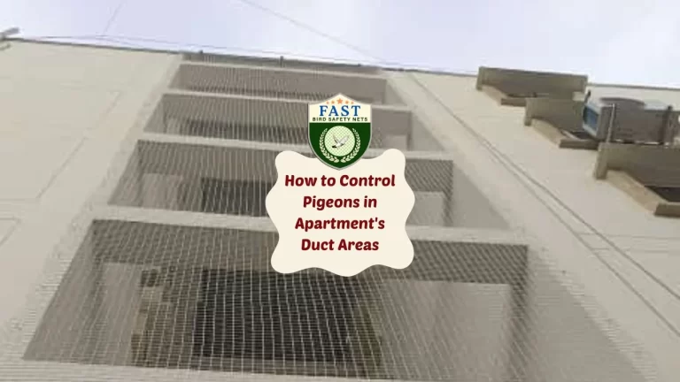 How to Control Pigeons in Apartment’s Duct Areas