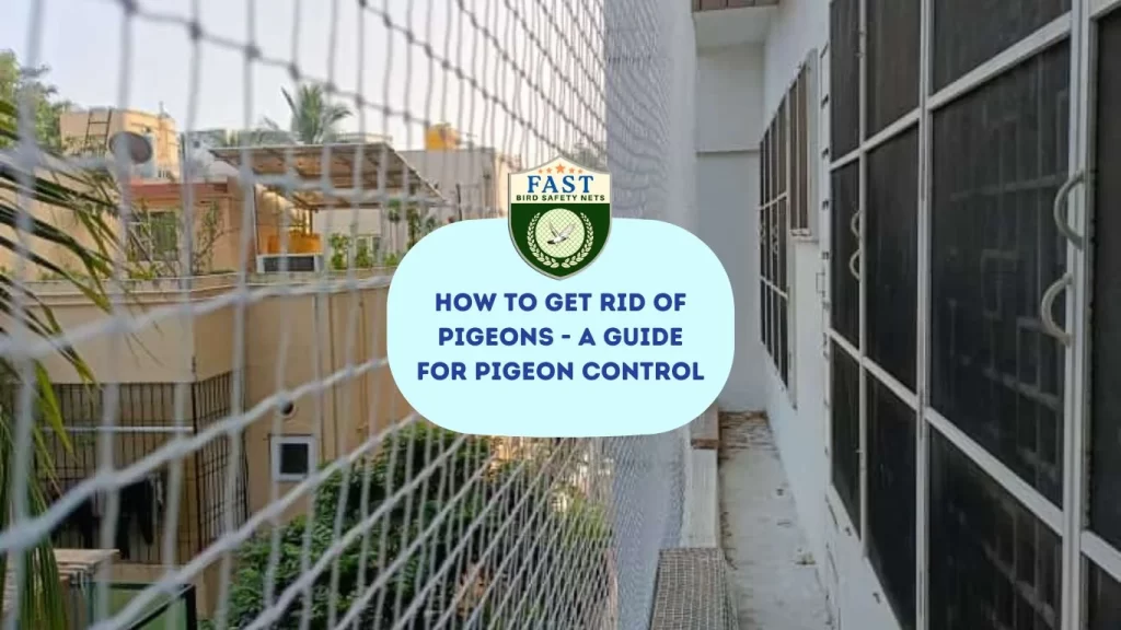 How to Get Rid of Pigeons - A Guide For Pigeon Control