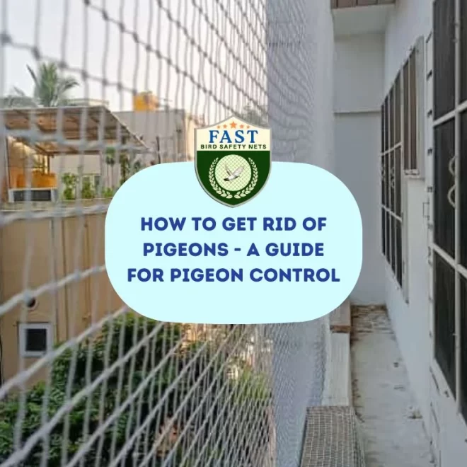 How to Get Rid of Pigeons – A Guide For Pigeon Control