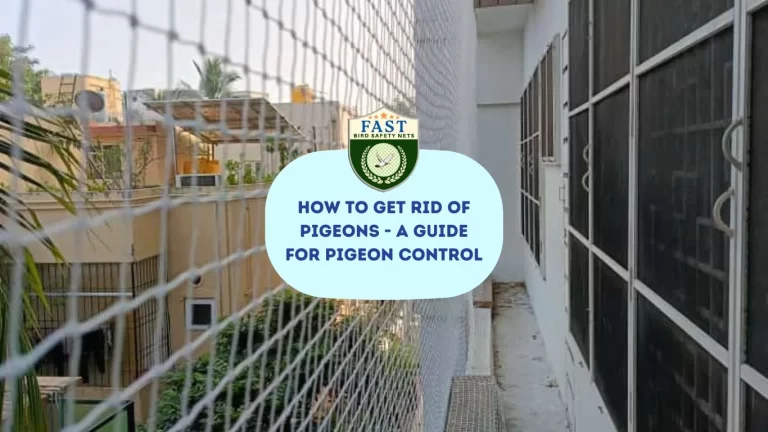 How to Get Rid of Pigeons – A Guide For Pigeon Control