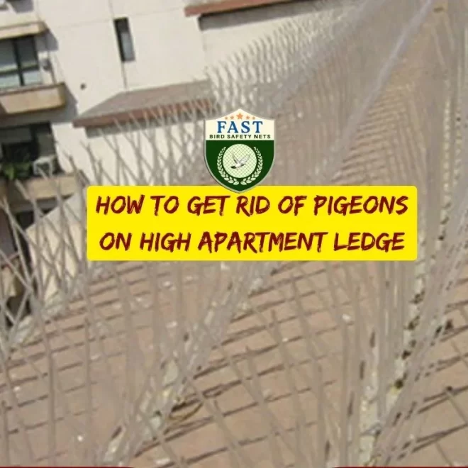 How to get rid of pigeons on high apartment ledge