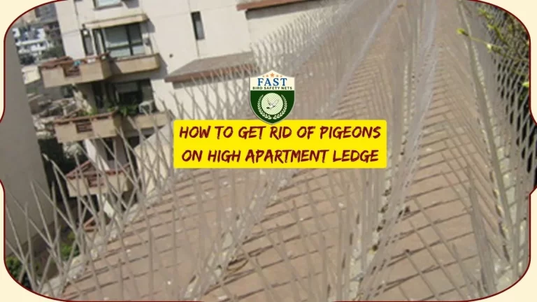 How to get rid of pigeons on high apartment ledge