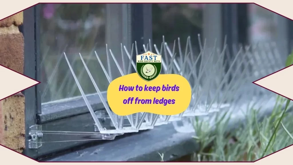 How to keep birds off from ledges