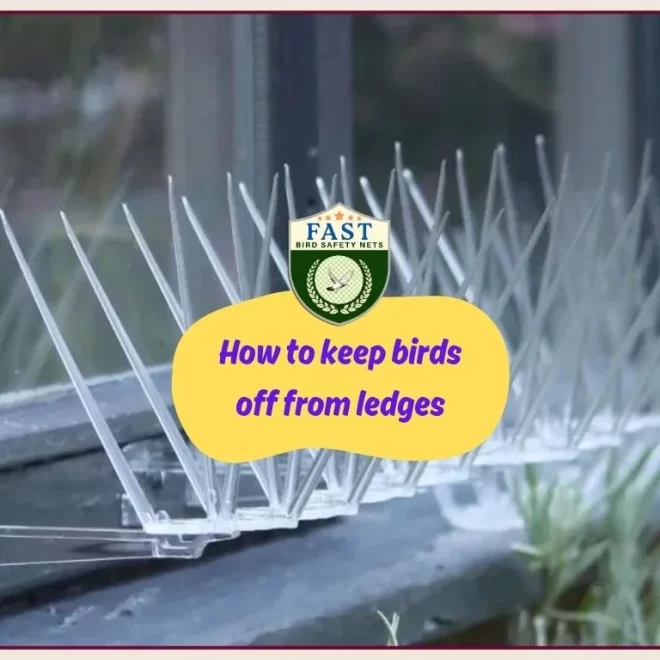 How to keep birds away from ledges
