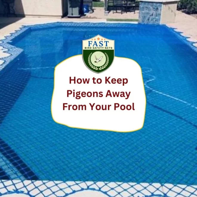 How to Keep Pigeon Away From Your Pool