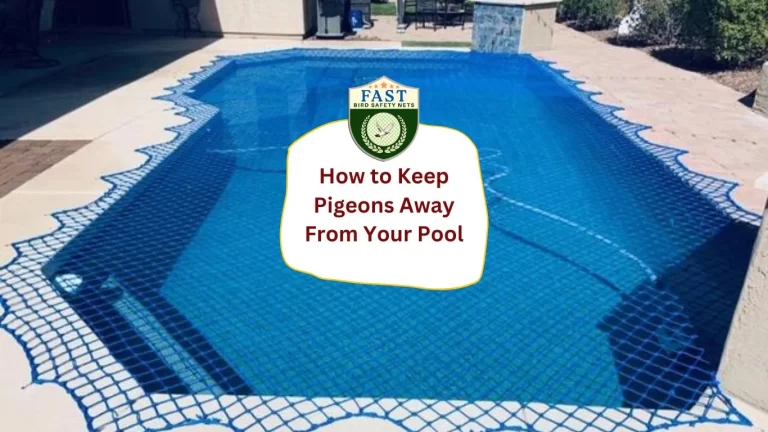 How to Keep Pigeon Away From Your Pool