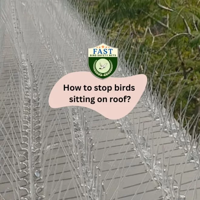 How to stop birds sitting on roof?