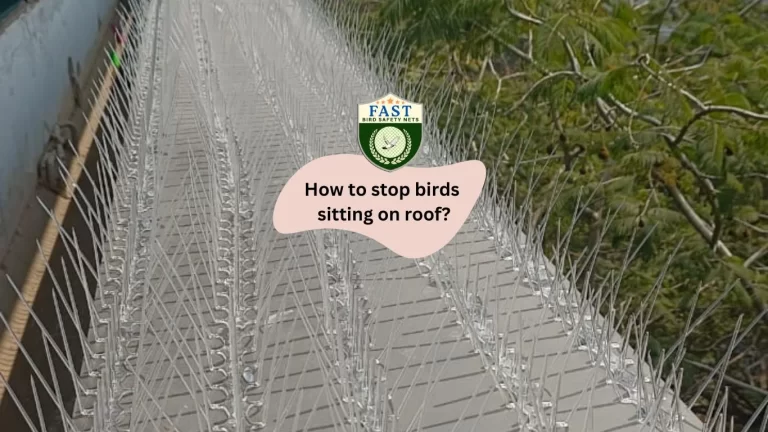 How to stop birds sitting on roof?