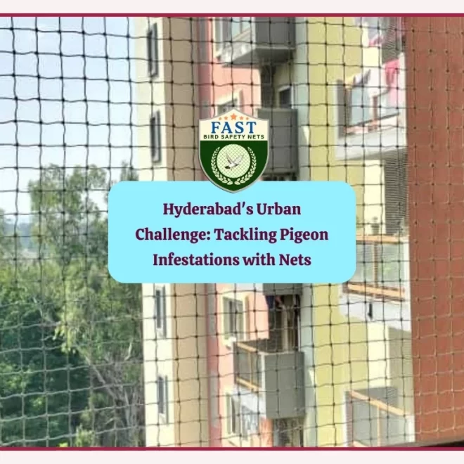 Hyderabad’s Urban Challenge: Tackling Pigeon Infestations with Pigeon Netting