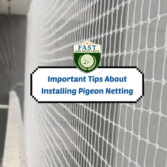 Important Tips About Installing Pigeon Netting