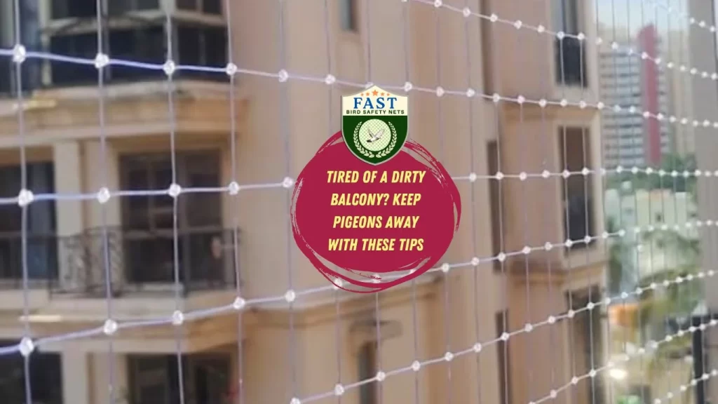 Tired of a dirty balcony? Keep pigeons away with these tips