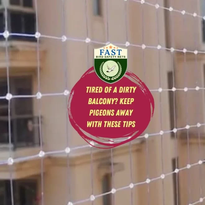 Tired of a dirty balcony? Keep pigeon away with these tips