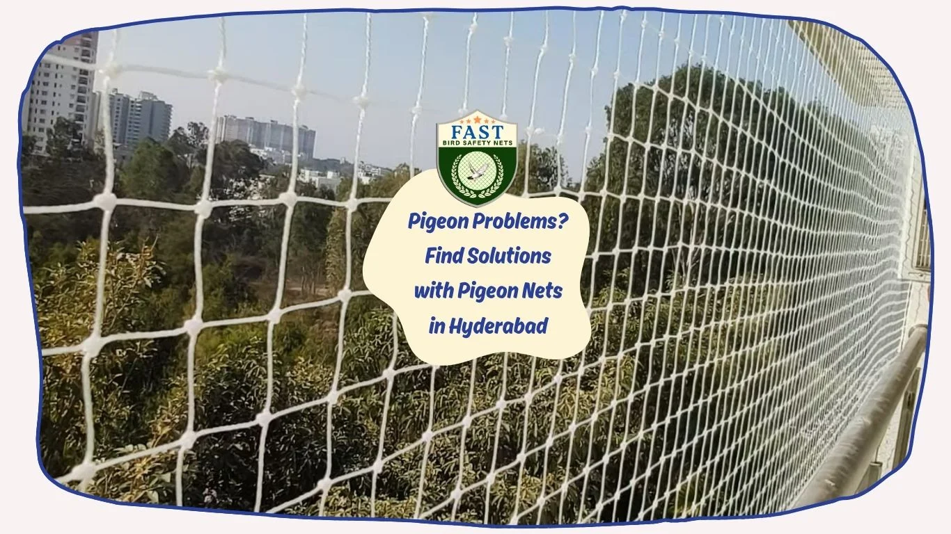 Pigeon Problems? Find Solutions with Pigeon Nets in Hyderabad - Fast ...