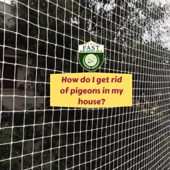 How do I get rid of pigeons in my house?