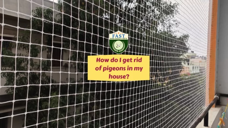 How do I get rid of pigeons in my house?