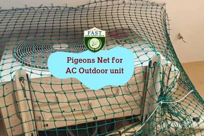 How to Get Rid of Pigeons on AC?