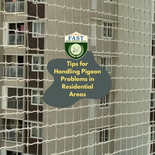 Tips for Handling Pigeon Problems in Residential Areas