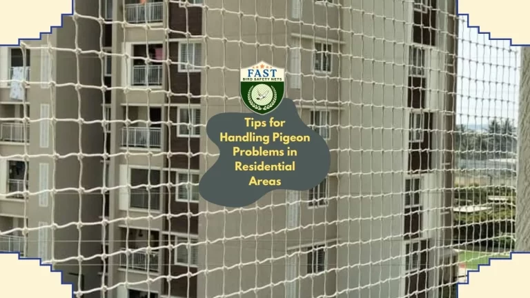 Tips for Handling Pigeon Problems in Residential Areas