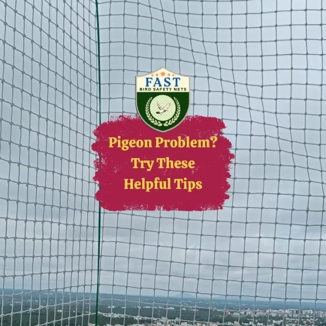 Pigeon Problem? Try These Helpful Tips