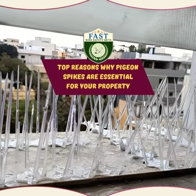 Top Reasons Why Pigeon Spike Are Essential for Your Property