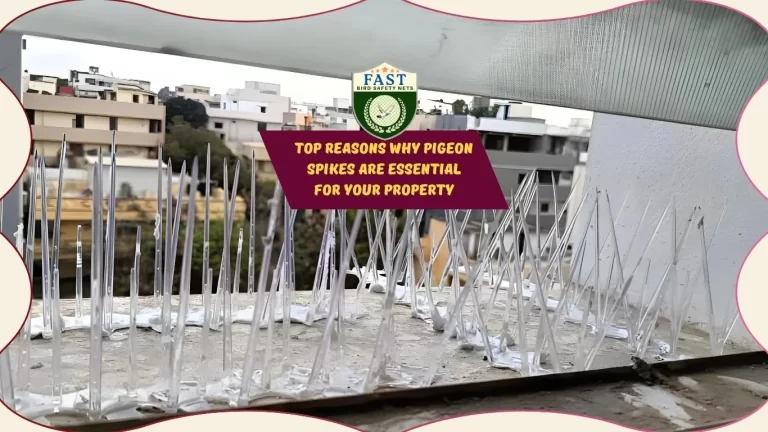 Top Reasons Why Pigeon Spike Are Essential for Your Property