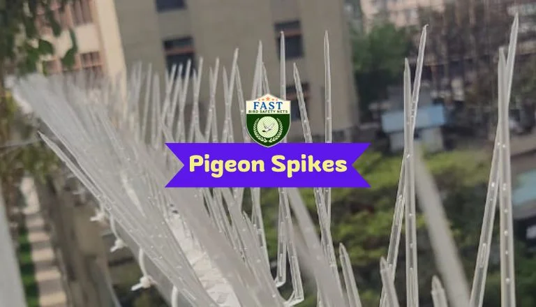 Pigeon Spikes