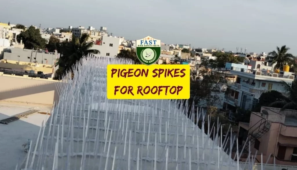 pigeon spikes for rooftop