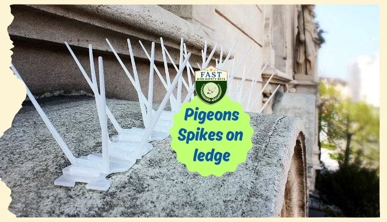 Pigeon Spikes on Ledges