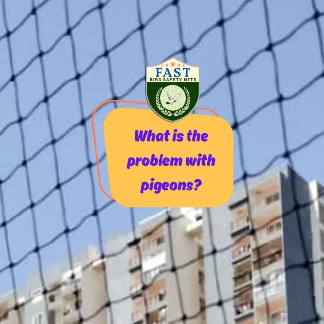 What is the problem with pigeons?