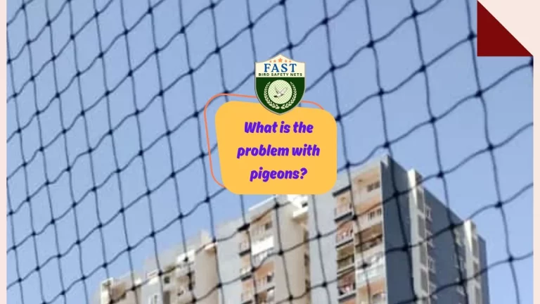 What is the problem with pigeons?