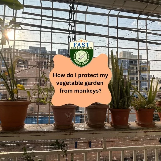 How do I protect my vegetable garden from monkeys?