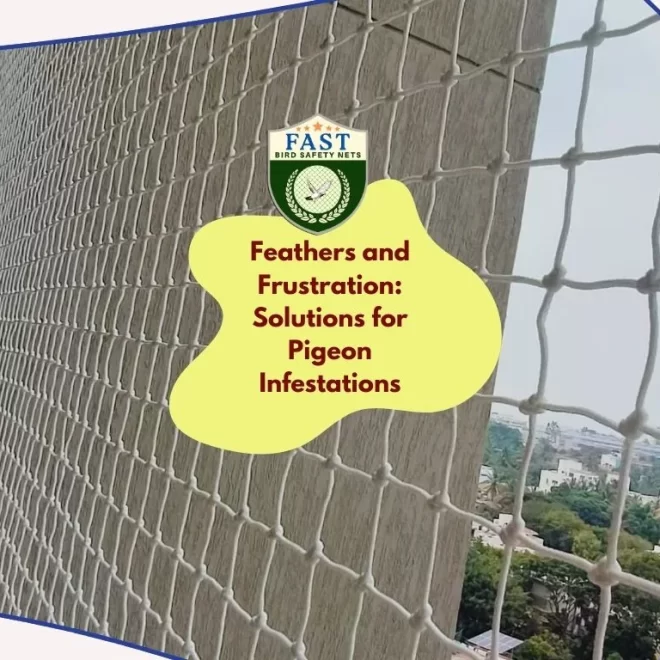 Feathers and Frustration: Solutions for Pigeon Infestations