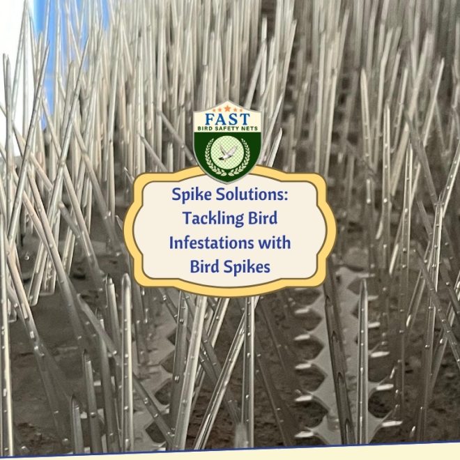 Spike Solutions: Tackling Bird Infestations with Bird Spikes