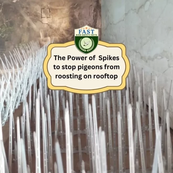 The Power of Spikes to stop pigeons from roosting on rooftop