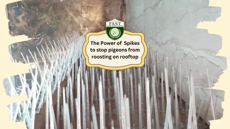 The Power of Spikes to stop pigeons from roosting on rooftop